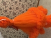 Picture of Orange two step full net frock 2-3Y