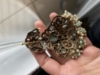 Picture of Victorian pendant and earrings