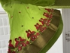 Picture of Mysore crepe silk saree with designer bell sleeves blouse