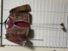 Picture of Mangalagiri pattu frock with kalamkari overcoat 5-7y