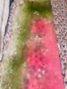Picture of Hand Painted floral organza dupatta with Georgette long frock 